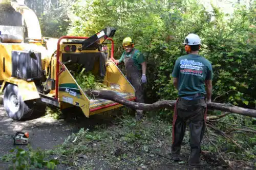 tree services Apache Junction